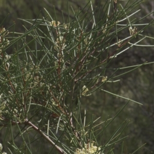 Hakea microcarpa at Tinderry, NSW - 4 Dec 2021 10:23 AM