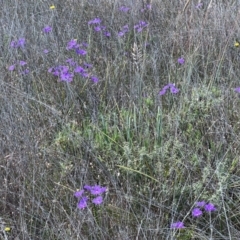 Thysanotus tuberosus (Common Fringe-lily) at Murrumbateman, NSW - 3 Dec 2021 by SimoneC