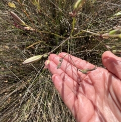 Thysanotus tuberosus at Murrumbateman, NSW - 3 Dec 2021