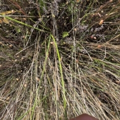 Thysanotus tuberosus at Murrumbateman, NSW - 3 Dec 2021