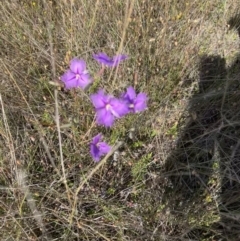 Thysanotus tuberosus at Murrumbateman, NSW - 3 Dec 2021