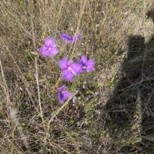 Thysanotus tuberosus at Murrumbateman, NSW - 3 Dec 2021