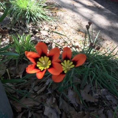 Sparaxis tricolor (Sparaxis, Harlequin Flower) at O'Connor, ACT - 17 Oct 2021 by lcodonnell