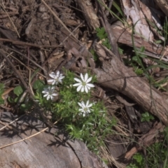 Stellaria pungens (Prickly Starwort) at Mt Holland - 3 Dec 2021 by danswell