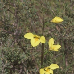 Diuris monticola (Highland Golden Moths) at Tinderry, NSW - 4 Dec 2021 by danswell