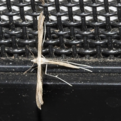 Platyptilia celidotus (Plume Moth) at Higgins, ACT - 25 Nov 2021 by AlisonMilton