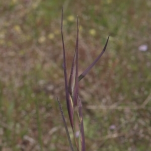 Themeda triandra at Tinderry, NSW - 4 Dec 2021 11:02 AM