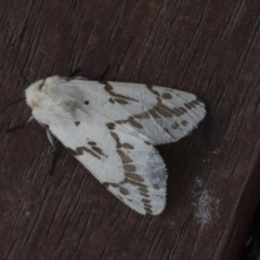 Ardices canescens (Dark-spotted Tiger Moth) at Higgins, ACT - 24 Nov 2021 by AlisonMilton