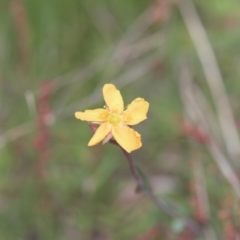 Hypericum gramineum (Small St Johns Wort) at Mt Holland - 4 Dec 2021 by danswell