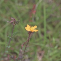 Hypericum gramineum at Tinderry, NSW - 4 Dec 2021 11:14 AM