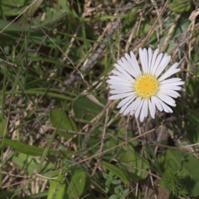 Brachyscome decipiens (Field Daisy) at Tinderry, NSW - 4 Dec 2021 by danswell