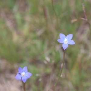 Wahlenbergia sp. at Tinderry, NSW - 4 Dec 2021