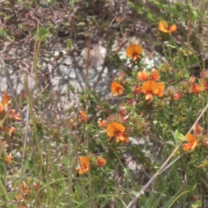 Pultenaea procumbens at Tinderry, NSW - 4 Dec 2021 12:33 PM