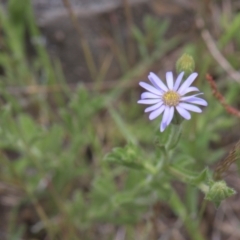 Vittadinia sp. (Fuzzweed) at Mt Holland - 4 Dec 2021 by danswell