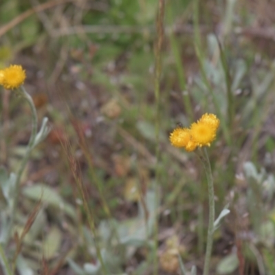 Chrysocephalum apiculatum (Common Everlasting) at Mt Holland - 4 Dec 2021 by danswell