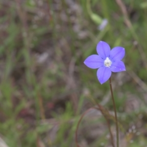 Wahlenbergia sp. at Tinderry, NSW - 4 Dec 2021 12:54 PM