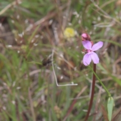 Stylidium graminifolium (grass triggerplant) at Tinderry, NSW - 4 Dec 2021 by danswell