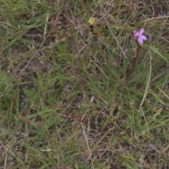 Stylidium graminifolium at Tinderry, NSW - 4 Dec 2021