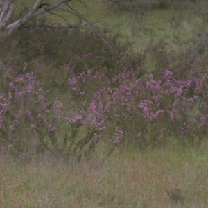 Kunzea parvifolia at Tinderry, NSW - 4 Dec 2021 01:00 PM