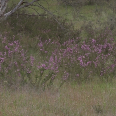 Kunzea parvifolia (Violet Kunzea) at Mt Holland - 4 Dec 2021 by danswell