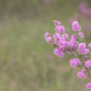 Kunzea parvifolia at Tinderry, NSW - 4 Dec 2021