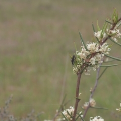 Hakea microcarpa (Small-fruit Hakea) at Tinderry, NSW - 4 Dec 2021 by danswell