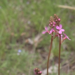 Stylidium sp. (Trigger Plant) at Tinderry, NSW - 4 Dec 2021 by danswell