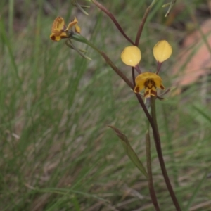 Diuris semilunulata at Tinderry, NSW - 4 Dec 2021