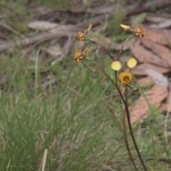 Diuris semilunulata at Tinderry, NSW - 4 Dec 2021