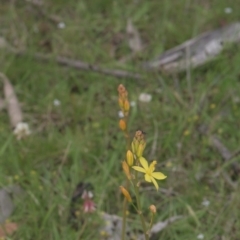 Bulbine sp. at Mt Holland - 4 Dec 2021 by danswell