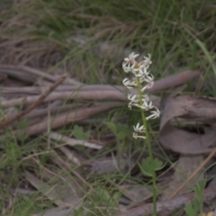 Stackhousia monogyna (Creamy Candles) at Mt Holland - 4 Dec 2021 by danswell