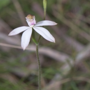 Caladenia moschata at Tinderry, NSW - 4 Dec 2021