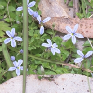 Lobelia pedunculata at Mt Holland - 4 Dec 2021