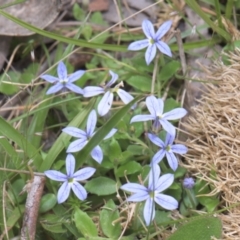 Lobelia pedunculata at Mt Holland - 4 Dec 2021