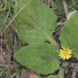 Cymbonotus sp. (preissianus or lawsonianus) at Tinderry, NSW - 4 Dec 2021