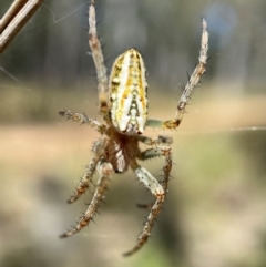 Plebs bradleyi (Enamelled spider) at Aranda, ACT - 2 Dec 2021 by AJB
