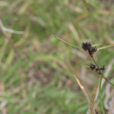 Schoenus apogon (Common Bog Sedge) at Mt Holland - 4 Dec 2021 by danswell