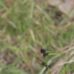 Schoenus apogon at Tinderry, NSW - 4 Dec 2021