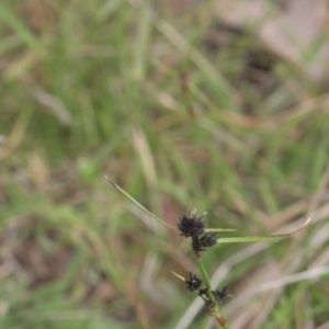 Schoenus apogon at Tinderry, NSW - 4 Dec 2021