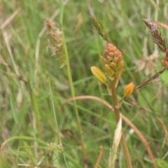 Bulbine sp. at Mt Holland - 4 Dec 2021 by danswell