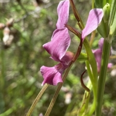 Diuris dendrobioides (Late Mauve Doubletail) at Tuggeranong Hill - 3 Dec 2021 by AJB