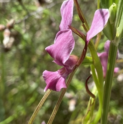 Diuris dendrobioides (Late Mauve Doubletail) at Tuggeranong Hill - 3 Dec 2021 by AJB