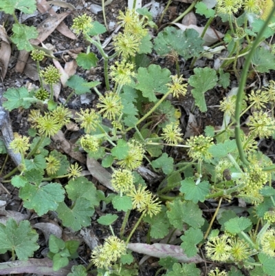 Hydrocotyle laxiflora (Stinking Pennywort) at Murrumbateman, NSW - 3 Dec 2021 by SimoneC