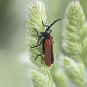 Porrostoma rhipidium at Hawker, ACT - 19 Nov 2021