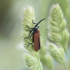 Porrostoma rhipidium at Hawker, ACT - 19 Nov 2021