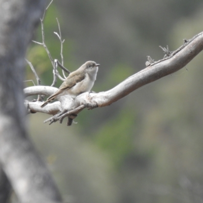 Chrysococcyx basalis (Horsfield's Bronze-Cuckoo) at Carwoola, NSW - 1 Dec 2021 by Liam.m