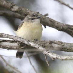 Acanthiza chrysorrhoa (Yellow-rumped Thornbill) at Molonglo Valley, ACT - 19 Nov 2021 by AlisonMilton