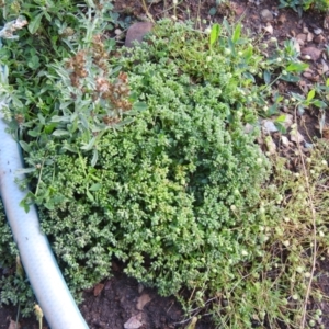 Polycarpon tetraphyllum at Carwoola, NSW - 1 Dec 2021