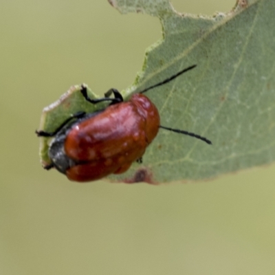 Aporocera (Aporocera) haematodes (A case bearing leaf beetle) at Bruce, ACT - 11 Nov 2021 by AlisonMilton