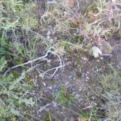 Poa sieberiana (Poa Tussock) at Carwoola, NSW - 1 Dec 2021 by Liam.m